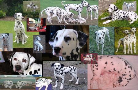 DaLMATIezn